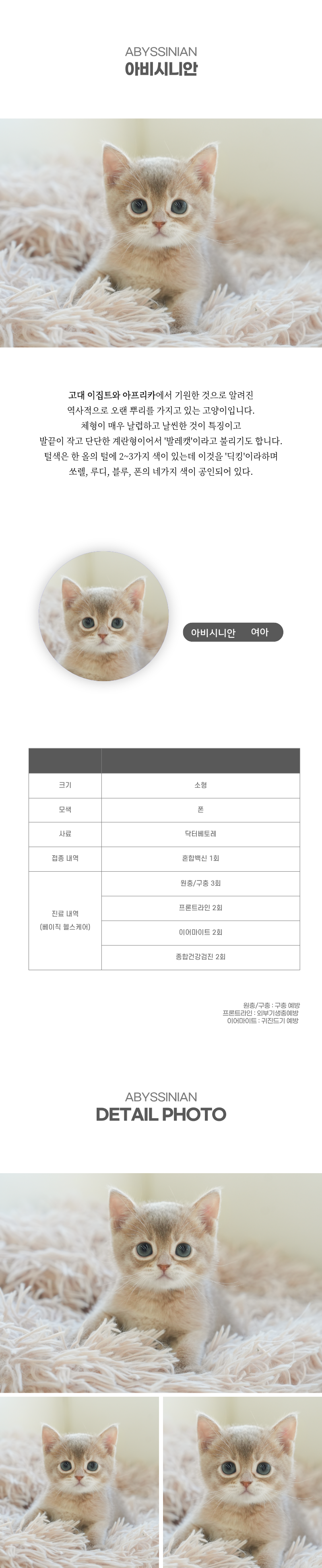 아비시니안_상세이미지_2